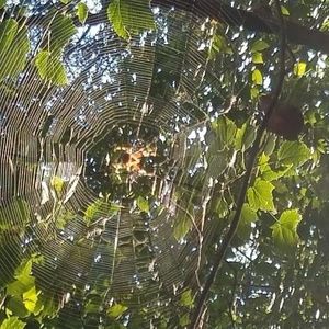 Meet your Posher, Victor